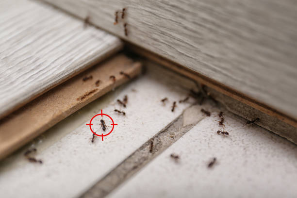 Best Residential Pest Control  in East Prairie, MO